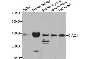 Western blot analysis of extracts of various cell lines, using CIAO1 antibody (ABIN5975509) at 1/1000 dilution. (CIAO1 Antikörper)