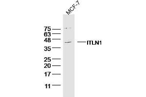 MCF-7 Cell lysates probed with ITLN1 Polyclonal Antibody, unconjugated  at 1:300 overnight at 4°C followed by a conjugated secondary antibody for 60 minutes at 37°C. (ITLN1/Omentin Antikörper  (AA 131-230))