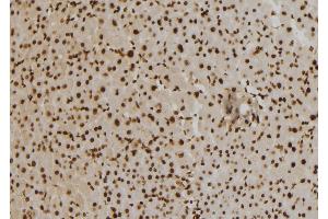 ABIN6273463 at 1/100 staining Mouse liver tissue by IHC-P. (CENPO Antikörper  (Internal Region))