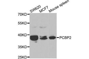 Western blot analysis of extracts of various cell lines, using PCBP2 antibody. (PCBP2 Antikörper  (AA 1-130))