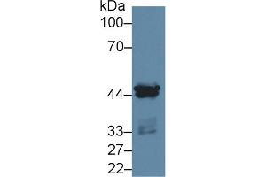 Western Blot; Sample: Human MCF7 cell lysate; Primary Ab: 2µg/ml Rabbit Anti-Rat CSNK1a1 Antibody Second Ab: 0.