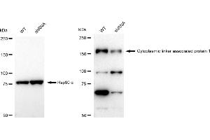 Western blotting analysis using Cytoplasmic linker associated protein 1 antibody (ABIN7798265).