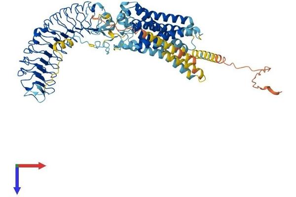 RXFP2 Protein (AA 1-754) (His tag)
