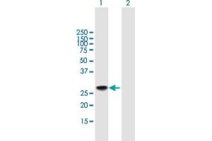 Western Blot analysis of DDIT3 expression in transfected 293T cell line by DDIT3 MaxPab polyclonal antibody. (DDIT3 Antikörper  (AA 1-169))