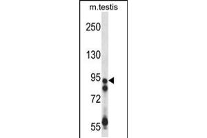 Western blot analysis in mouse testis tissue lysates (35ug/lane). (USP20 Antikörper  (AA 310-339))