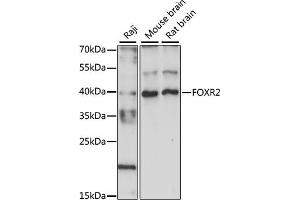 Western blot analysis of extracts of various cell lines, using FOXR2 antibody (ABIN7267250) at 1:1000 dilution. (FOXR2 Antikörper  (AA 1-311))