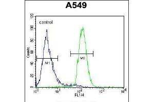 Flow cytometric analysis of A549 cells (right histogram) compared to a negative control cell (left histogram). (LILRA2 Antikörper  (AA 55-81))