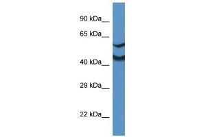 Western Blot showing Ndrg2 antibody used at a concentration of 1. (NDRG2 Antikörper  (Middle Region))