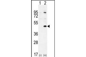 Western blot analysis of TGIF1 (arrow) using rabbit polyclonal TGIF1 Antibody (Center ) (ABIN655999 and ABIN2845378). (TGIF1 Antikörper  (AA 208-237))
