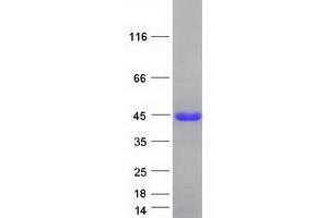Western Blotting (WB) image for ELL Associated Factor 1 (EAF1) protein (Myc-DYKDDDDK Tag) (ABIN2719898)