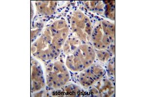 RAB27B Antibody (Center) (ABIN656670 and ABIN2845910) immunohistochemistry analysis in formalin fixed and paraffin embedded human stomach tissue followed by peroxidase conjugation of the secondary antibody and DAB staining. (RAB27B Antikörper  (AA 121-150))