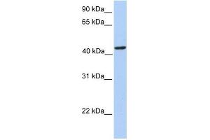 PAICS antibody used at 1 ug/ml to detect target protein. (PAICS Antikörper  (N-Term))