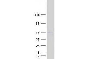 Validation with Western Blot (Ceramide Synthase 2 Protein (CERS2) (Transcript Variant 1) (Myc-DYKDDDDK Tag))