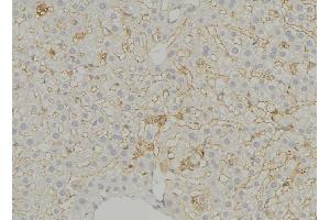 ABIN6279544 at 1/100 staining Mouse liver tissue by IHC-P. (SLC16A11 Antikörper  (N-Term))