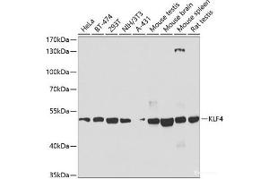 Western blot analysis of extracts of various cell lines using KLF4 Polyclonal Antibody at dilution of 1:1000. (KLF4 Antikörper)