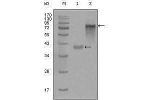 Western Blot showing KRT19 antibody used against truncated KRT19-His recombinant protein (1) and full-length KRT19 (aa1-400)-hIgGFc transfected CHO-K1 cell lysate (2). (Cytokeratin 19 Antikörper  (AA 80-400))