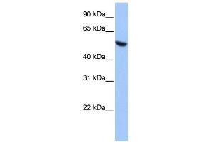 WB Suggested Anti-COPS2 Antibody Titration:  0. (COPS2 Antikörper  (N-Term))