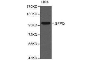 Western Blotting (WB) image for anti-Splicing Factor Proline/glutamine-Ric (SFPQ) antibody (ABIN1874752) (SFPQ Antikörper)