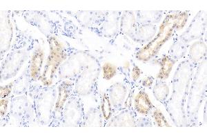 Detection of DEFb1 in Bovine Kidney Tissue using Polyclonal Antibody to Defensin Beta 1 (DEFb1) (beta Defensin 1 Antikörper  (AA 2-64))