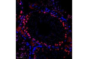 Immunofluorescence of paraffin embedded mouse testis using SCP1 (ABIN7075786) at dilution of 1:500 (300x lens) (SYCP1 Antikörper)