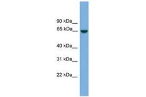 Image no. 1 for anti-Chromosome 8 Open Reading Frame 45 (C8orf45) (AA 431-480) antibody (ABIN6746108) (C8orf45 Antikörper  (AA 431-480))