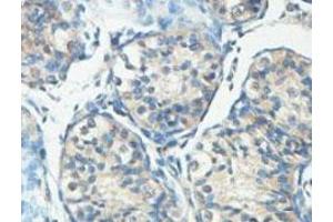 Immunohistochemical analysis of paraffin-embedded human fetal testis showing cytoplasmic staining with HERC6 polyclonal antibody  at a 1 : 100 dilution. (HERC6 Antikörper  (AA 123-393))