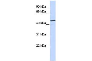 WB Suggested Anti-CATSPER2 Antibody Titration:  0.
