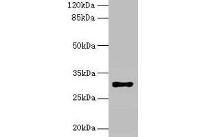 Western blot All lanes: HLA-DRB4 antibody at 2 μg/mL + Raji whole cell lysate Secondary Goat polyclonal to rabbit IgG at 1/10000 dilution Predicted band size: 30 kDa Observed band size: 30 kDa