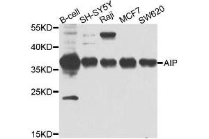 Western blot analysis of extracts of various cell lines, using AIP antibody. (AIP Antikörper  (AA 1-330))