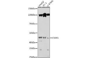 Western blot analysis of extracts of various cell lines, using C5 antibody (ABIN6127535, ABIN6137777, ABIN6137778 and ABIN6219037) at 1:1000 dilution. (C5AR1 Antikörper  (AA 250-350))