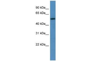 WB Suggested Anti-TM9SF1  Antibody Titration: 0.