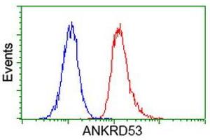 Image no. 5 for anti-Ankyrin Repeat Domain 53 (ANKRD53) (AA 1-300) antibody (ABIN1490721) (ANKRD53 Antikörper  (AA 1-300))