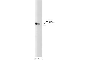 Western Blotting (WB) image for anti-Nuclear Factor-kB p65 (NFkBP65) (AA 136-224) antibody (ABIN968223) (NF-kB p65 Antikörper  (AA 136-224))