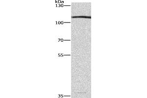 Western blot analysis of Raji cell, using COPB1 Polyclonal Antibody at dilution of 1:350 (COPB1 Antikörper)
