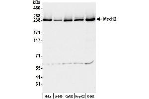 Western Blotting (WB) image for anti-Mediator Complex Subunit 12 (MED12) (C-Term) antibody (ABIN7453548) (MED12 Antikörper  (C-Term))