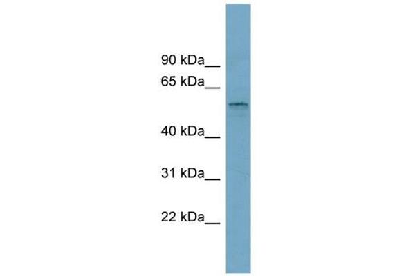 SLC22A15 Antikörper  (Middle Region)
