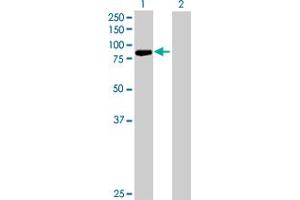 Western Blot analysis of PCDHB13 expression in transfected 293T cell line by PCDHB13 MaxPab polyclonal antibody. (PCDHB13 Antikörper  (AA 1-798))