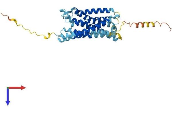 CX3CR1 Protein (AA 1-354) (His tag)