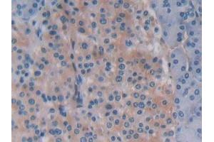 Detection of BECN1 in Human Pancreas Tissue using Polyclonal Antibody to Beclin 1 (BECN1) (Beclin 1 Antikörper  (AA 1-273))