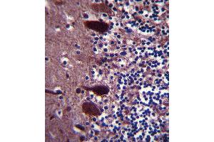 UCHL1 Antibody (C-term) (ABIN388870 and ABIN2839166) immunohistochemistry analysis in formalin fixed and paraffin embedded human pancreas tissue followed by peroxidase conjugation of the secondary antibody and DAB staining. (UCHL1 Antikörper  (C-Term))