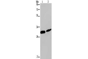 Gel: 10 % SDS-PAGE, Lysate: 40 μg, Lane 1-2: Mouse skin tissue, Hela cells, Primary antibody: ABIN7190808(GJB4 Antibody) at dilution 1/200, Secondary antibody: Goat anti rabbit IgG at 1/8000 dilution, Exposure time: 5 minutes (GJB4 Antikörper)