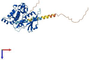 DAPK2 Protein (AA 1-370) (His tag)