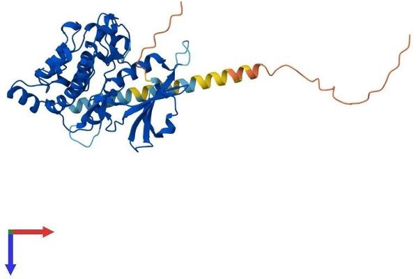 DAPK2 Protein (AA 1-370) (His tag)