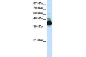 Western Blotting (WB) image for anti-RAE1 RNA Export 1 Homolog (S. Pombe) (RAE1) antibody (ABIN2462090) (RAE1 Antikörper)