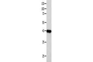 Western Blotting (WB) image for anti-Forkhead Box L1 (FOXL1) antibody (ABIN2425893) (FOXL1 Antikörper)