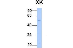 Host:  Rabbit  Target Name:  XK  Sample Type:  Human Fetal Liver  Antibody Dilution:  1. (Membrane transport protein XK (XK) (N-Term) Antikörper)