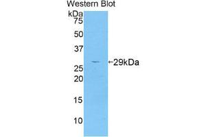 Western Blotting (WB) image for anti-A Disintegrin and Metallopeptidase Domain 6A (ADAM6A) (AA 419-664) antibody (ABIN1857893) (ADAM6A Antikörper  (AA 419-664))