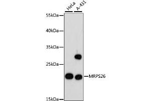 Western blot analysis of extracts of various cell lines, using MRPS26 antibody. (MRPS26 Antikörper)