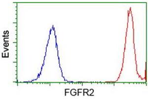 Image no. 2 for anti-Fibroblast Growth Factor Receptor 2 (FGFR2) antibody (ABIN1498249) (FGFR2 Antikörper)