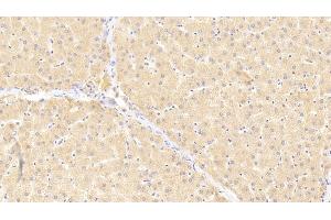 Detection of vWF in Rat Liver Tissue using Polyclonal Antibody to Von Willebrand Factor (vWF) (VWF Antikörper  (AA 49-230))